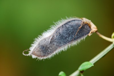 Cytisus multiflorus - čilimník mnohokvětý - plod
